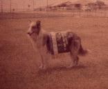 Westbein Lavender Blue C.D. - click for full size picture